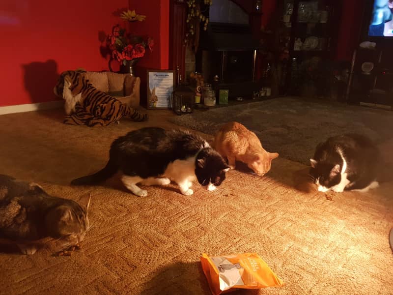 Housesitting assignment in Tonbridge, United Kingdom