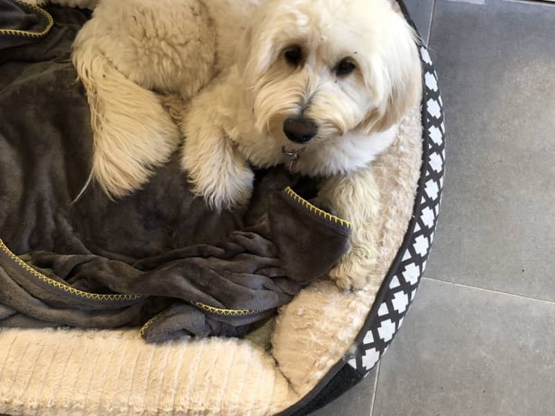 Housesitting assignment in Pymble, New South Wales, Australia