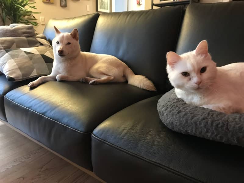 Housesitting assignment in Seattle, Washington, United States