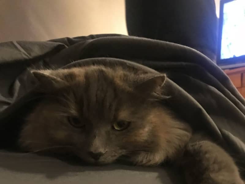 Housesitting assignment in Botany Downs, New Zealand