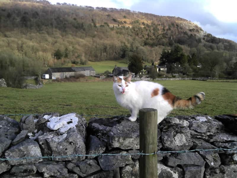 Housesitting assignment in Kendal, United Kingdom