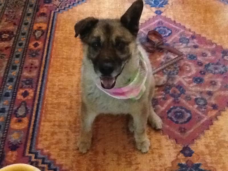 Housesitting assignment in Cottonwood, Arizona, United States
