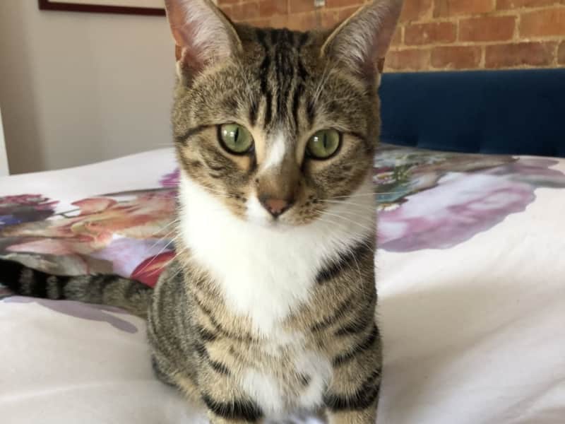 Housesitting assignment in Wingrave, United Kingdom
