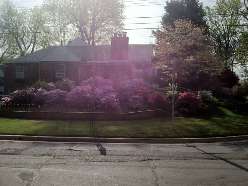 Housesitting assignment in Silver Spring, Maryland, United States