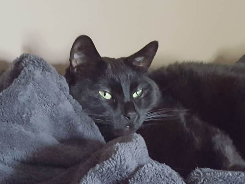Housesitting assignment in Marquette, Michigan, United States