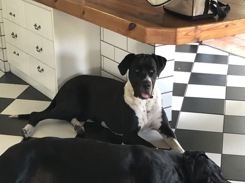 Housesitting assignment in Breërivier, South Africa