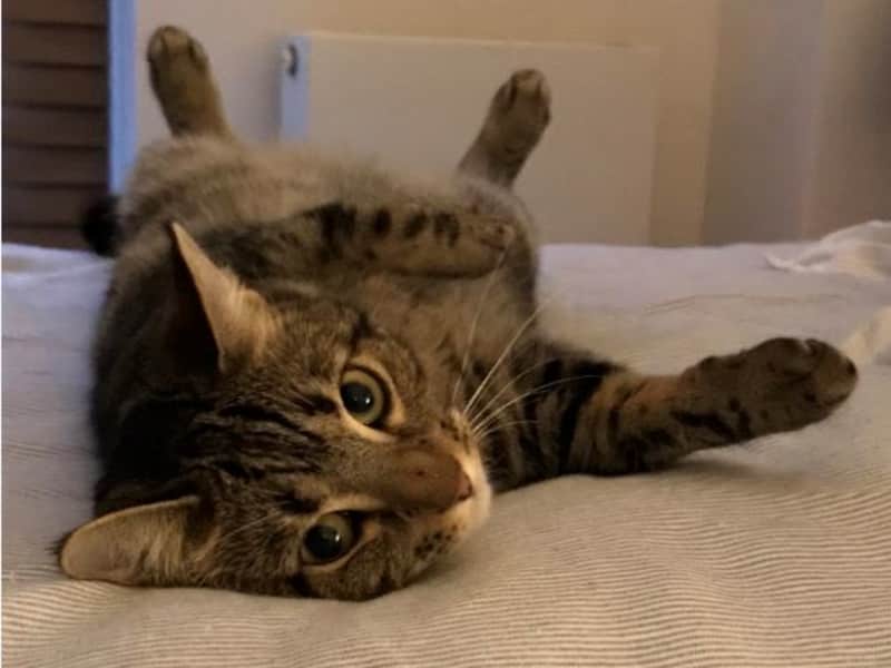 Housesitting assignment in London, United Kingdom