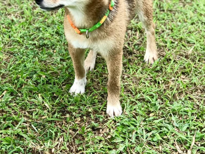 Housesitting assignment in Ho Chi Minh City, Vietnam