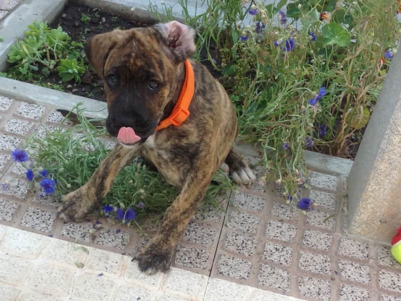 Housesitting assignment in Arganil, Portugal
