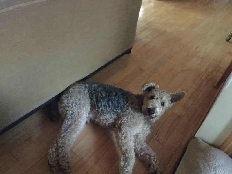 Housesitting assignment in Dorset, Ontario, Canada
