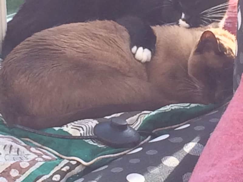 Housesitting assignment in Wimbledon Park, United Kingdom