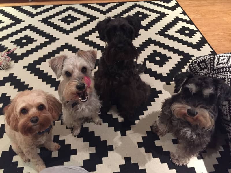 Housesitting assignment in Randwick, New South Wales, Australia