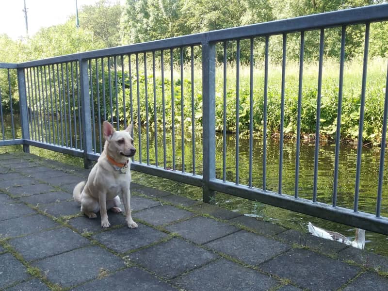 Housesitting assignment in Amsterdam, Netherlands