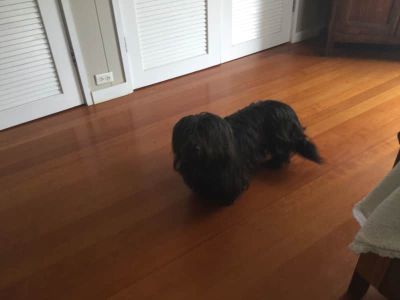 Housesitting assignment in Kāne‘ohe, Hawaii, United States