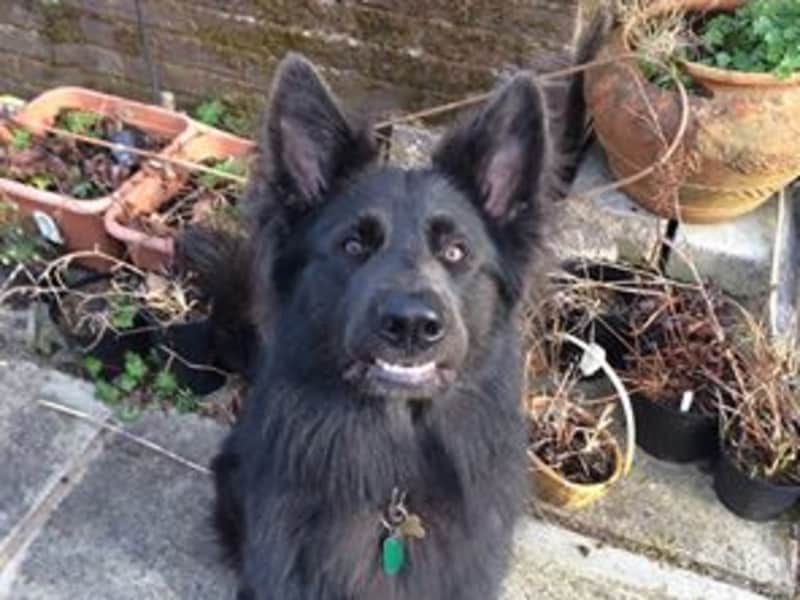 Housesitting assignment in Stornoway, United Kingdom