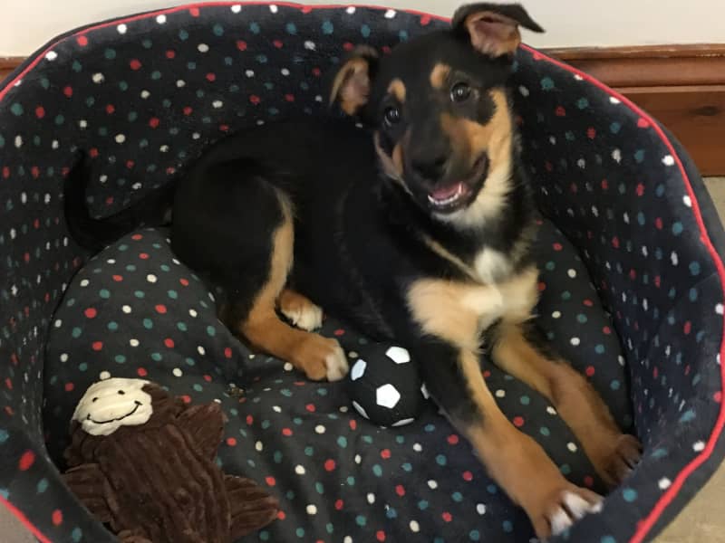 Housesitting assignment in Scunthorpe, United Kingdom
