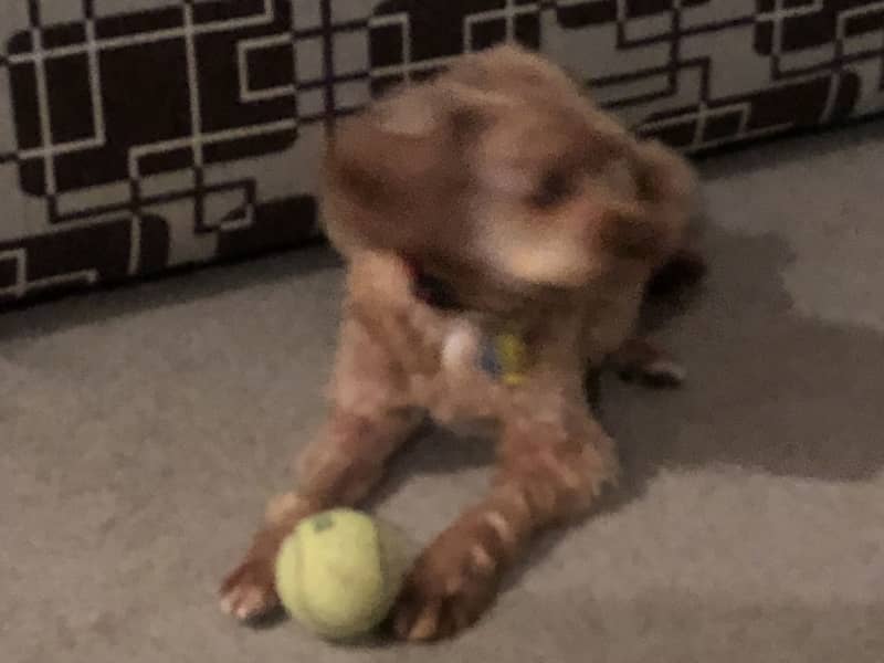 Housesitting assignment in Berwick, Victoria, Australia