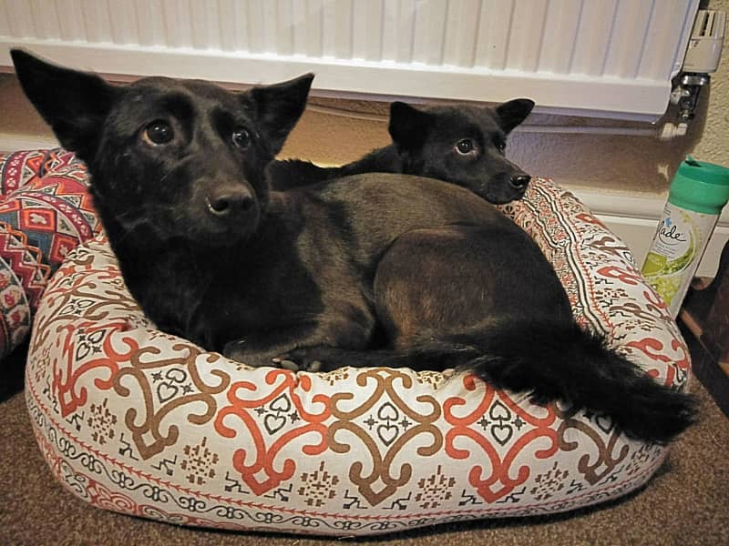 Housesitting assignment in Swansea, United Kingdom