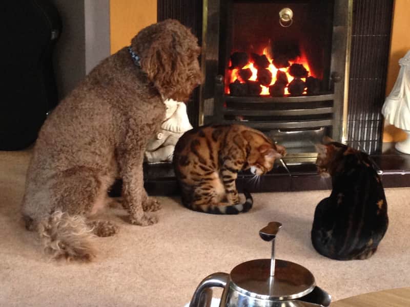 Housesitting assignment in Milton Keynes, United Kingdom