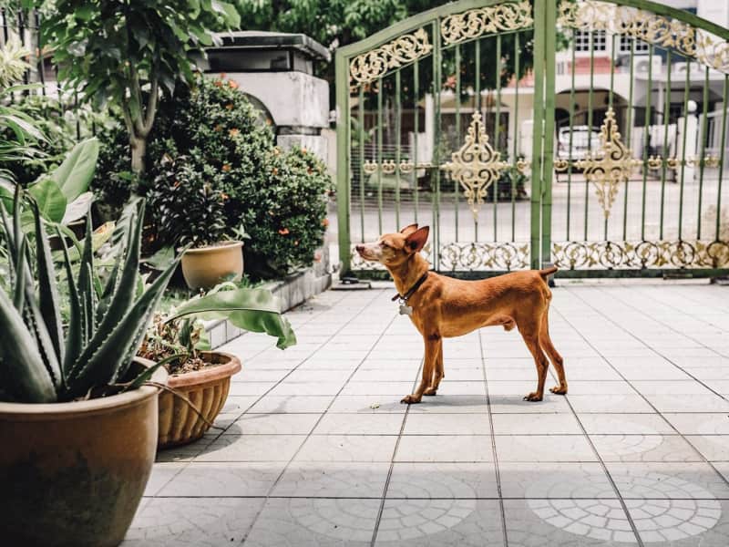 Housesitting assignment in Subang Jaya, Malaysia