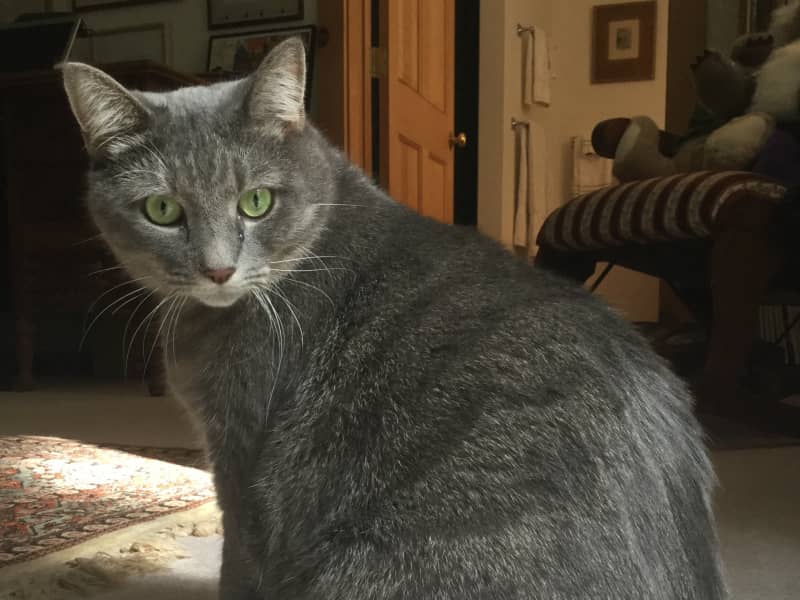 Housesitting assignment in Williamstown, Massachusetts, United States
