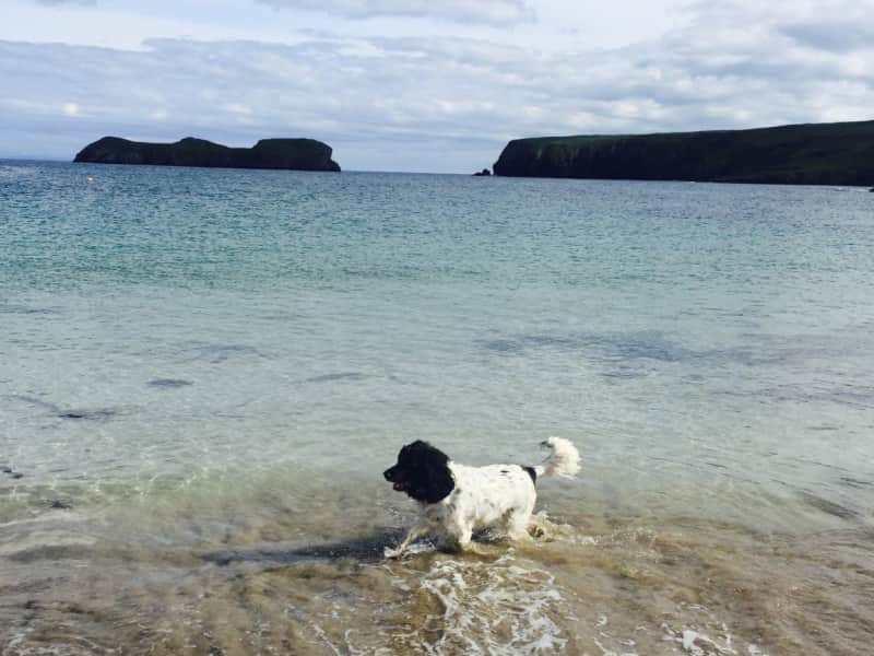 Housesitting assignment in Isle of Lewis, United Kingdom
