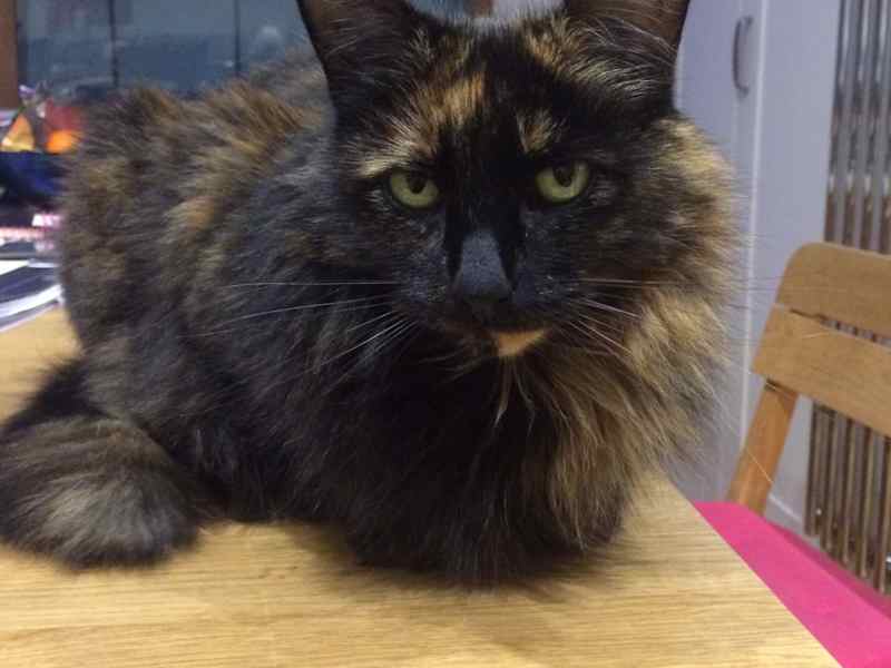 Housesitting assignment in Bristol, United Kingdom