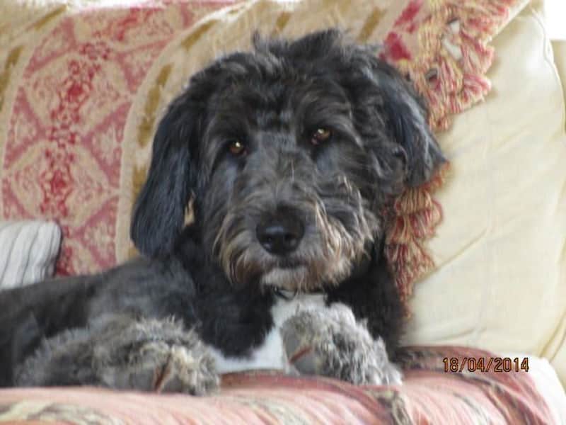 Housesitting assignment in Brossac, France