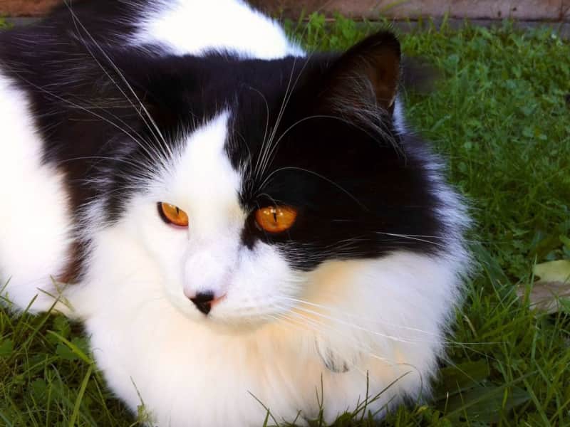Housesitting assignment in Auckland, New Zealand