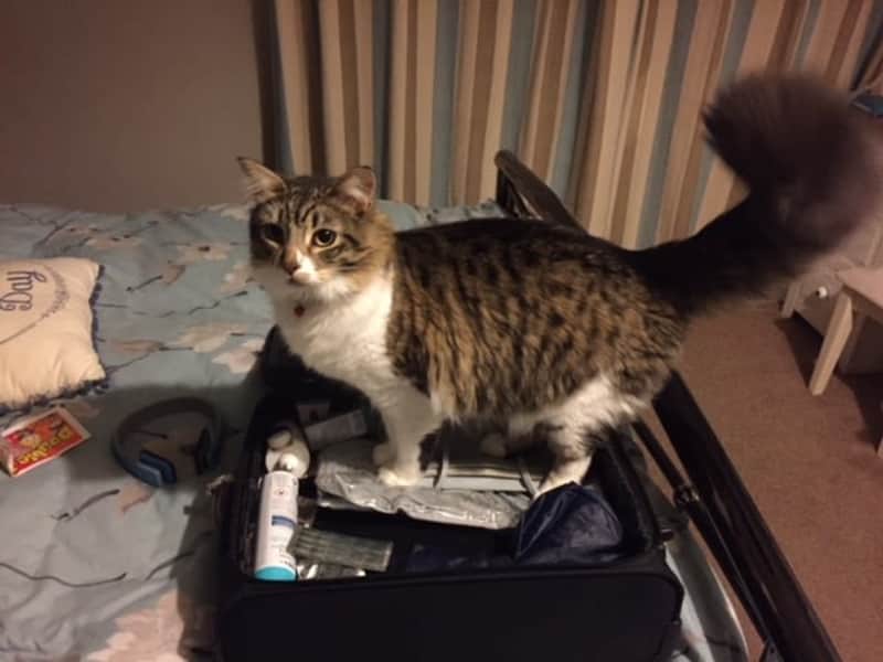 Housesitting assignment in Rotterdam, Netherlands