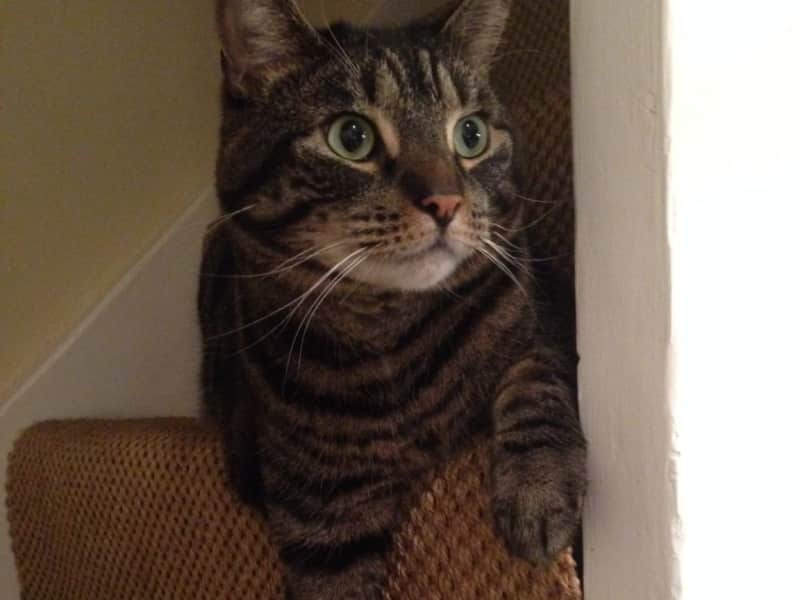 Housesitting assignment in Berkhamsted, United Kingdom
