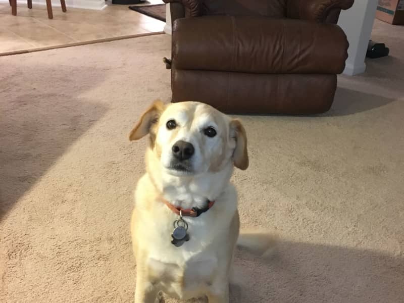 Housesitting assignment in Annapolis, Maryland, United States