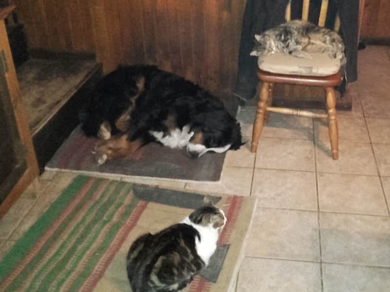 Housesitting assignment in Saint-Hilaire-du-Harcouët, France