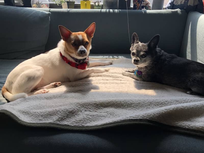 Housesitting assignment in Logan Square, Illinois, United States