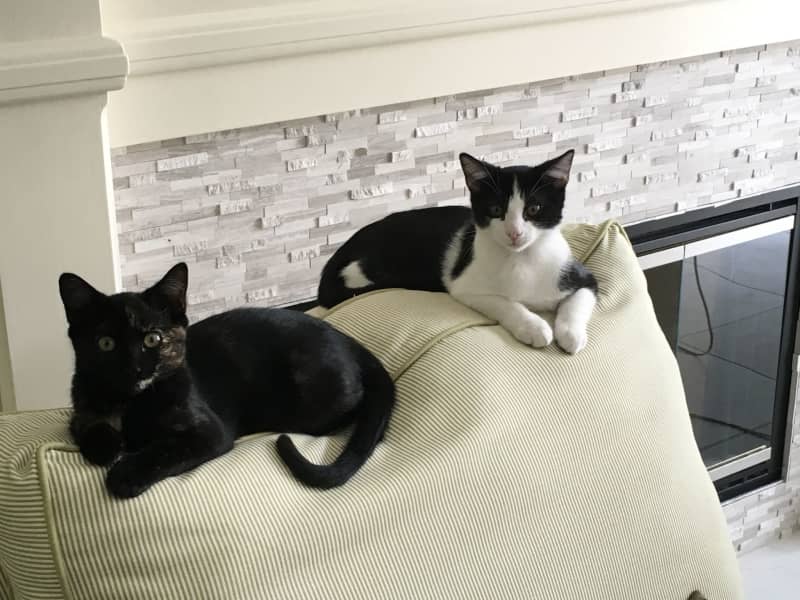 Housesitting assignment in Bradenton, Florida, United States