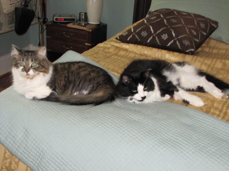 Housesitting assignment in Saint John, New Brunswick, Canada