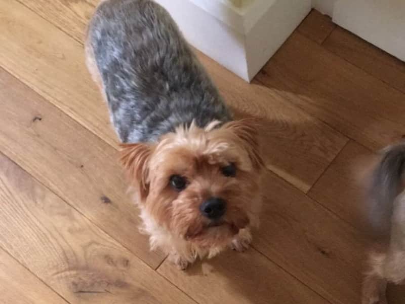 Housesitting assignment in Kew Gardens, United Kingdom