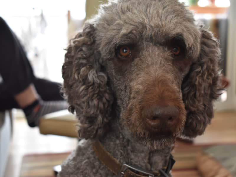 Housesitting assignment in Georgioupolis, Greece