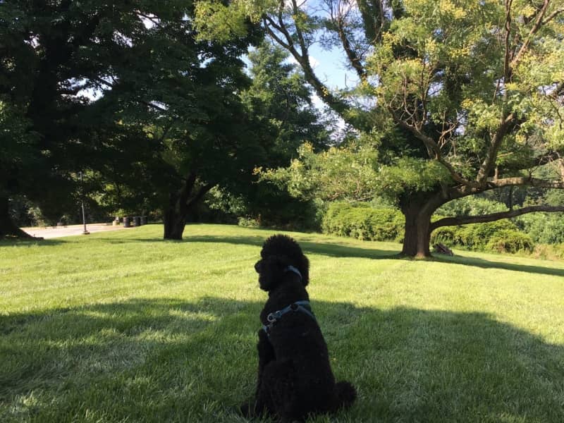 Housesitting assignment in Washington, D.C., Washington, D.C., United States
