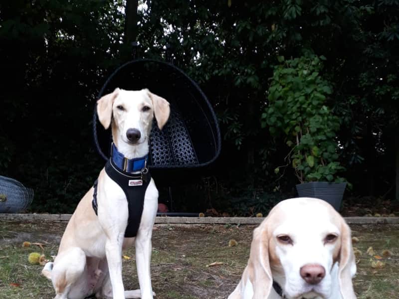 Housesitting assignment in Ascot, United Kingdom