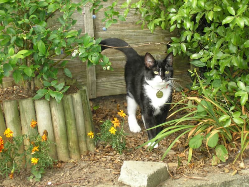 Housesitting assignment in Wormit, United Kingdom