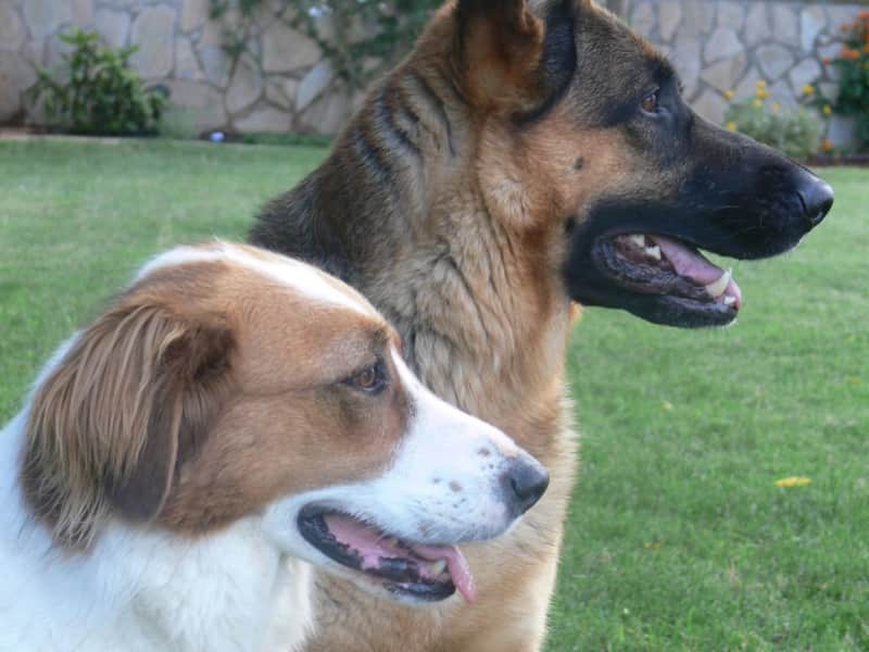 Housesitting assignment in Antalya, Turkey