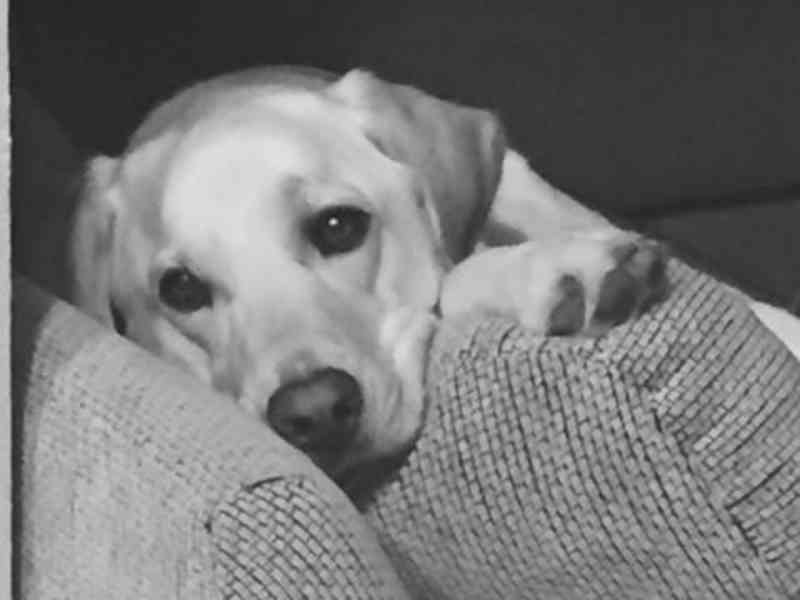 Housesitting assignment in Phoenix, Arizona, United States