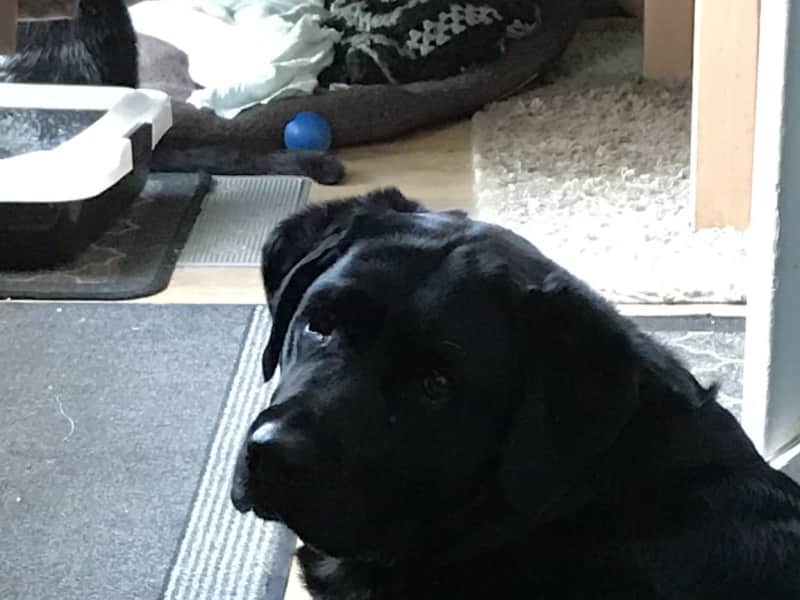 Housesitting assignment in Peterborough, United Kingdom