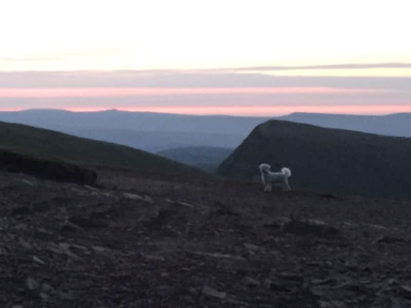 Housesitting assignment in Aberbargoed, United Kingdom