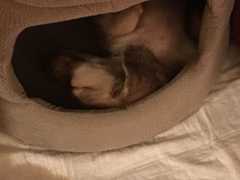 Housesitting assignment in Maumee, Ohio, United States