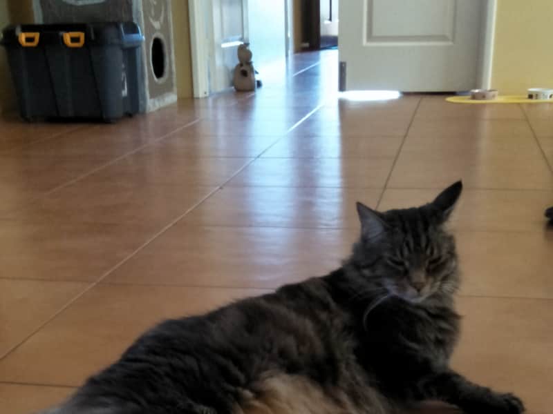 Housesitting assignment in Australind, Western Australia, Australia