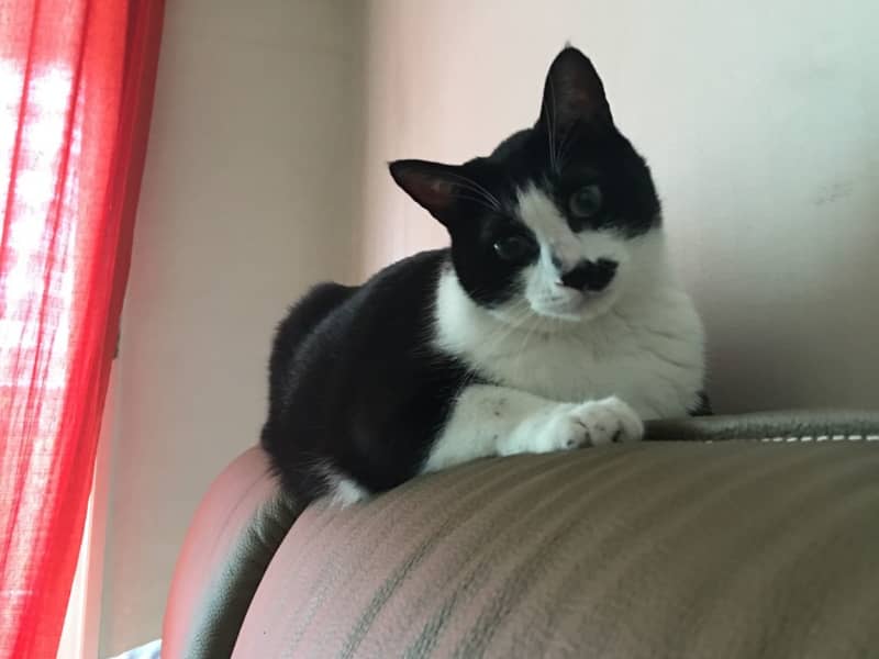 Housesitting assignment in Seongnam-si, South Korea