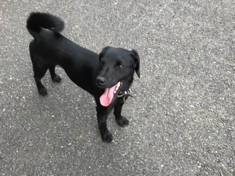 Housesitting assignment in Gaillac, France