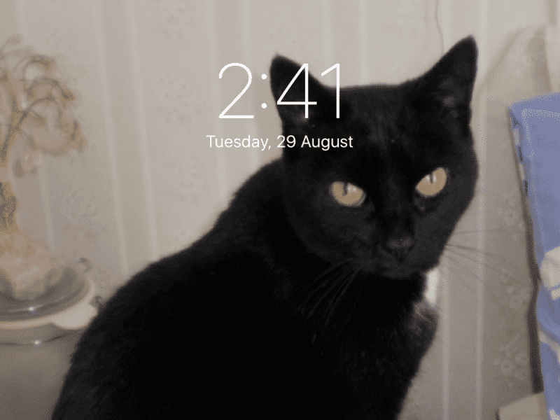 Housesitting assignment in Dargaville, New Zealand